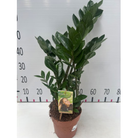 Zamioculcas zamiifolia