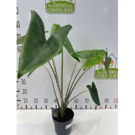 Alocasia zebrina