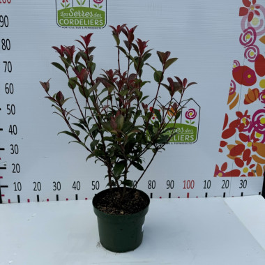 Photinia carre rouge 40-60cm