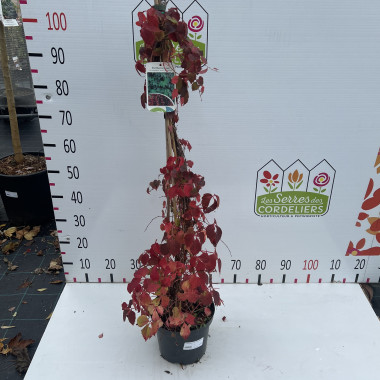 Parthenocissus tric. 'Veitch Boskoop'