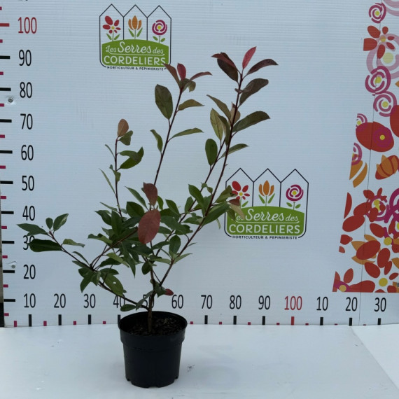 Photinia red robin 50/+