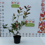 Photinia red robin 50/+