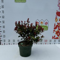 Photinia 'Little Red Robin'