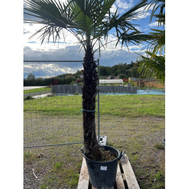 Trachycarpus fortunei Tr. 100-125cm C90L