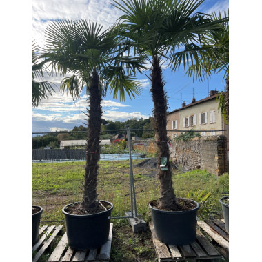 Trachycarpus fortunei Tr. 200-250cm C160/180L*