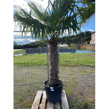 Trachycarpus fortunei C 80/+ TRONC