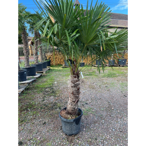 Trachycarpus fortunei C 50/+ TRONC H 185/2