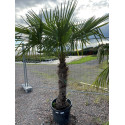 Trachycarpus fortunei C 100/+ PROMO TRONC