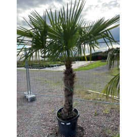 Trachycarpus fortunei C 100/+ PROMO TRONC