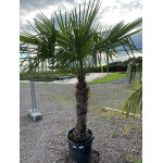 Trachycarpus fortunei C 100/+ PROMO TRONC