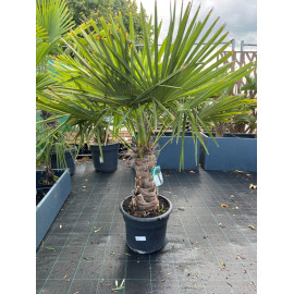 Trachycarpus Fortunei 25L T40-50cm