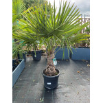 Trachycarpus Fortunei 25L T40-50cm