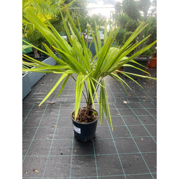 Trachycarpus Fortunei C 5L