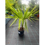 Trachycarpus Fortunei C 5L