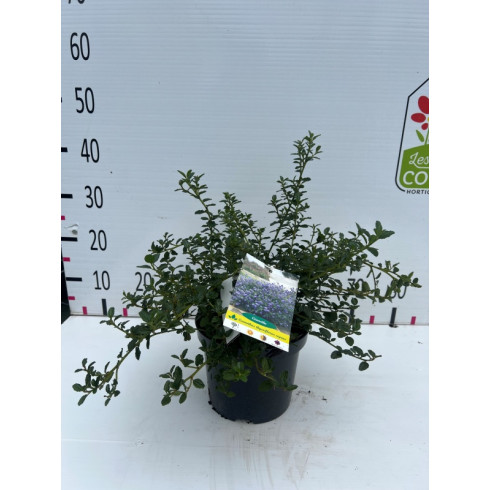 Ceanothus Thyrsiflorus Repens 30/40