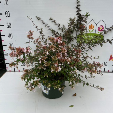 Abelia grandiflora