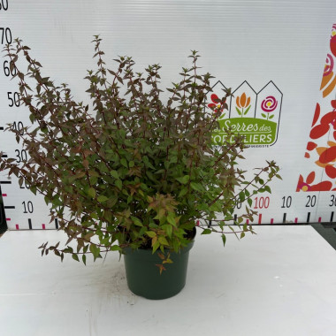 Abelia prostrata