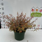 Abelia sunchine daydream