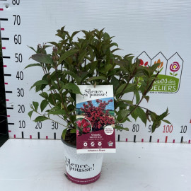 Weigela brisol ruby