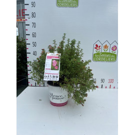 Potentilla double punch pink