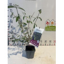 Buddleja dav. black knight