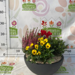 COUPE GRAPHIT 30CM