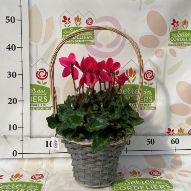 Cyclamen+panière